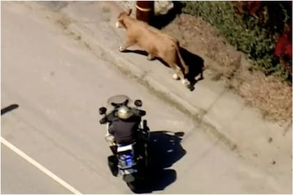 Perseguida por una moto policial, la vaca causó revuelo en una autopista de California
Foto: captura de pantalla