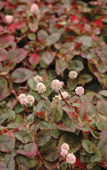 Persicaria capitata