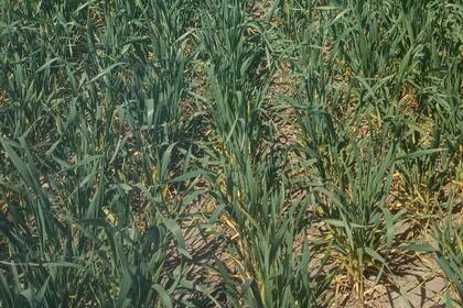 Persiste la necesidad de lluvias importantes para revertir el actual déficit hídrico que afecta el desarrollo del trigo