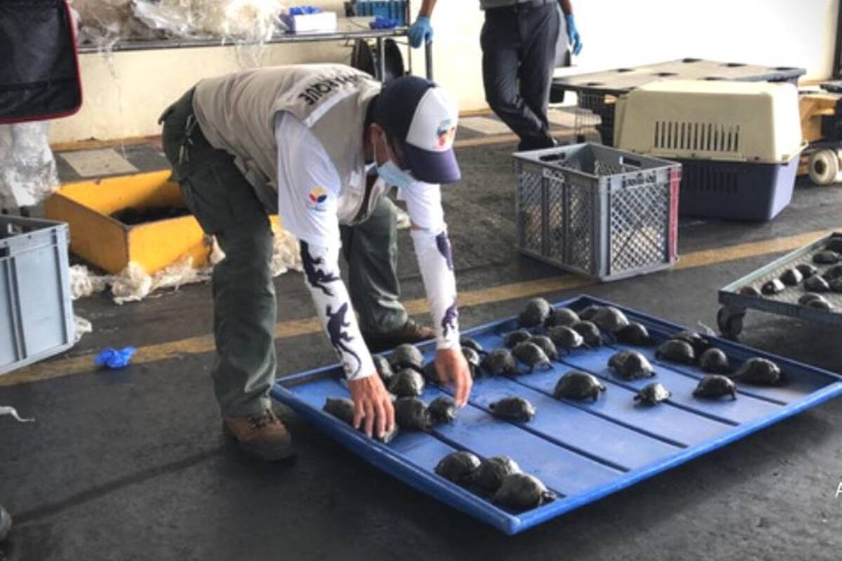 Personal de Aeropuerto Ecológico de Galápagos y del Parque Nacional Galápagos hallaron en una valija tortugas gigante bebés