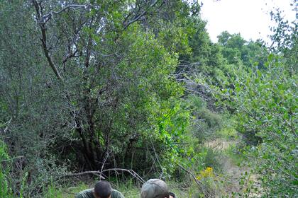 Personal del Área Recreativa Nacional de las Montañas Santa Mónica capturan a un puma en California el  de junio del 2011. La ciudad de Los Ángeles se extiende hasta la zona donde habitan pumas. (National Park Service vía AP)