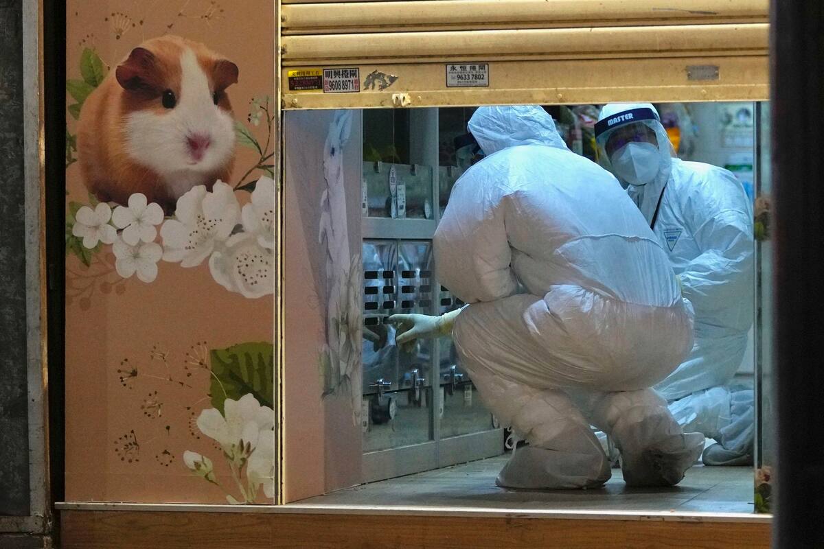 Personal del Departamento de Agricultura de Hong Kong examina la tienda donde varios hámsteres dieron positivo en pruebas de coronavirus