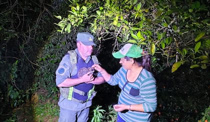 Personal especializado rescató a una cría de gato tirica que era atacada por una jauría en Misiones