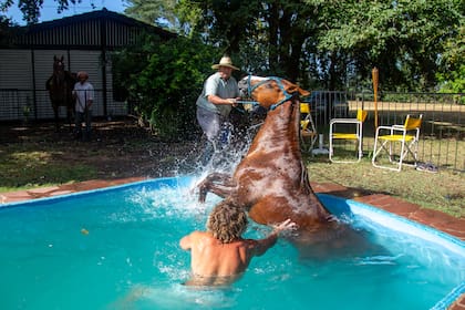 Personas intentan rescatar a “Bachicha”, un caballo que cayó accidentalmente en una pileta y no podía salir por sus propios medios en Baradero, 20 de enero de 2025