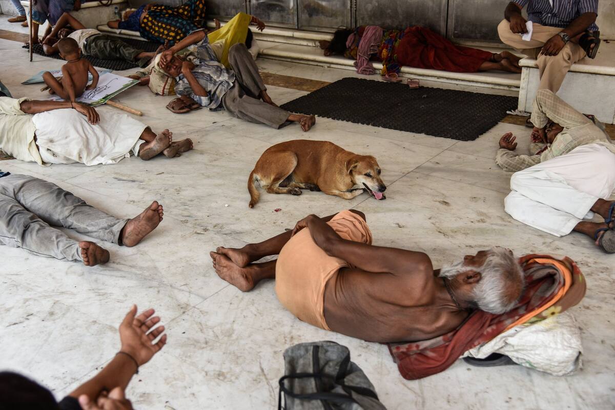 Personas y animales buscan reparo del calor agobiante en Nueva Delhi