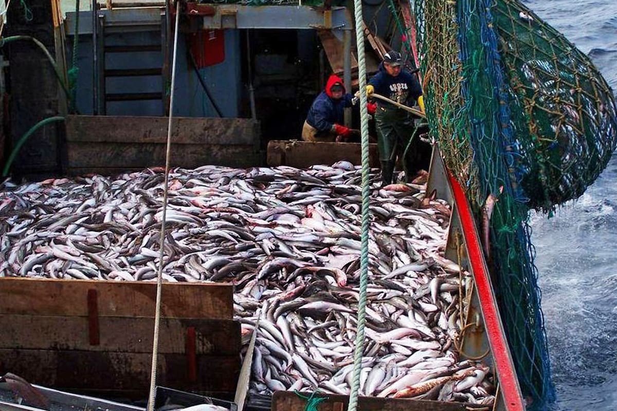 pesca de la merluza en alta mar
fotos: Mark Royo Celano
Gentileza Programa Marino
Fundacon Vida Silvestre Argentina
recibidas 19-03-