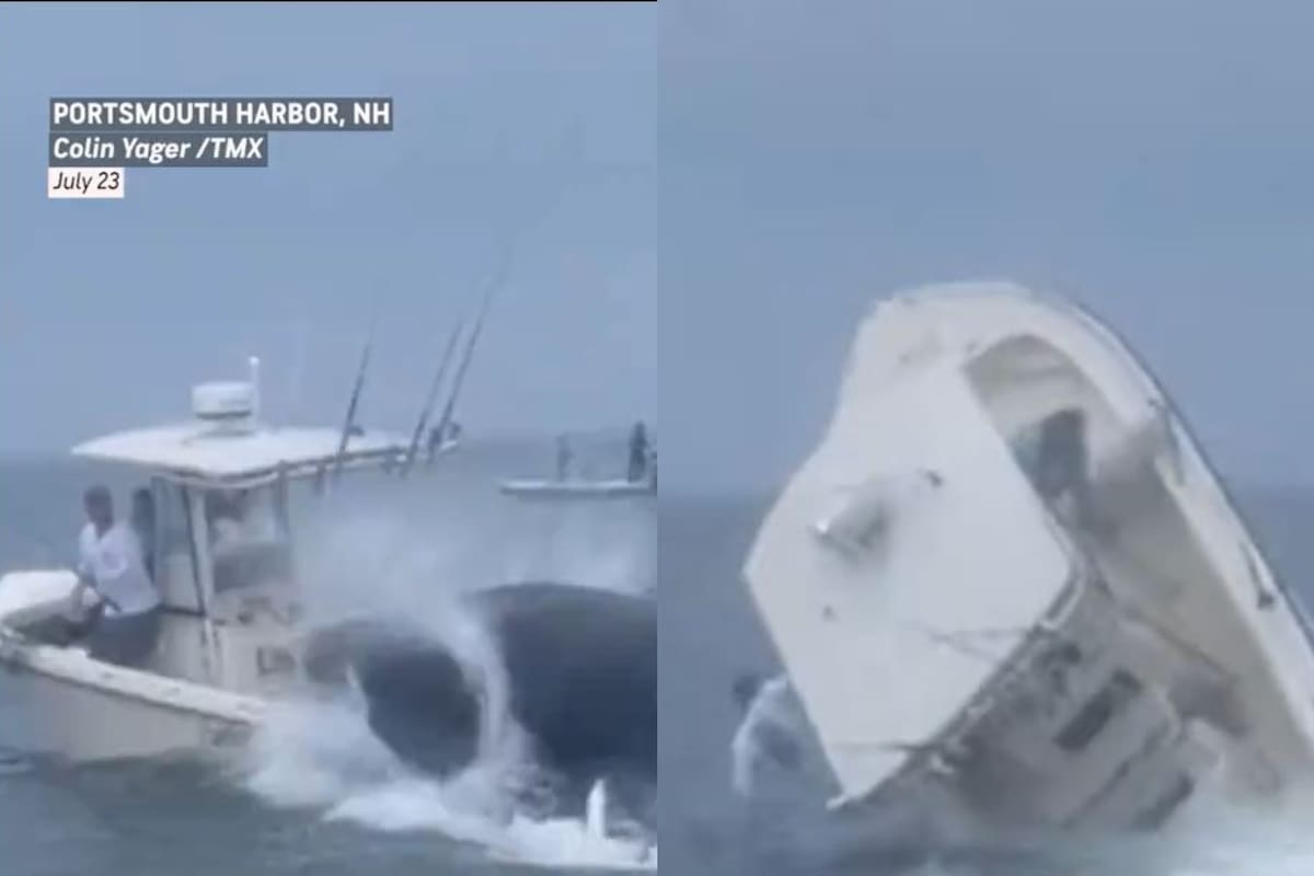 Pescaba en las costas de New Hempshire y una ballena dio vuelta su barco