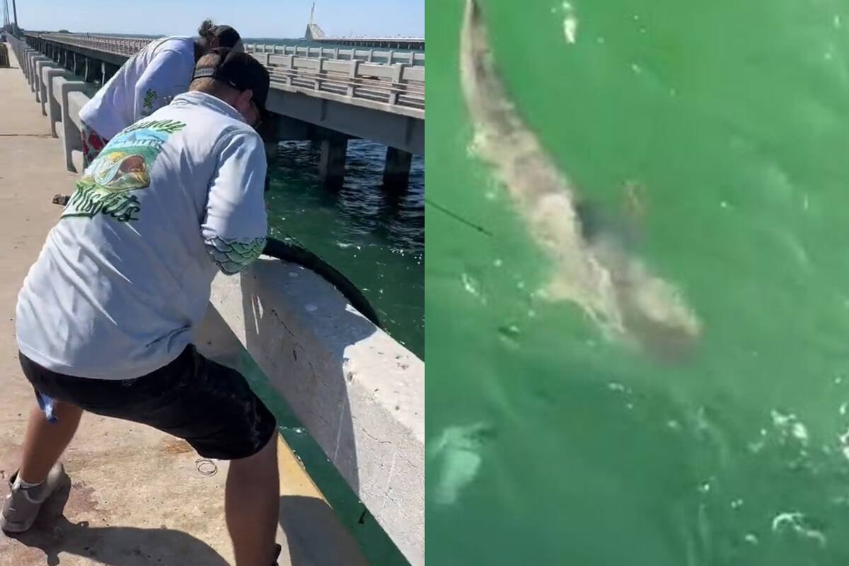Pescaba en un muelle de Skyway y lo capturó un enorme animal