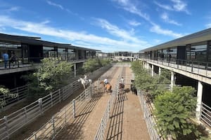 Demanda tranquila y precios en baja en el Mercado Agroganadero de Cañuelas