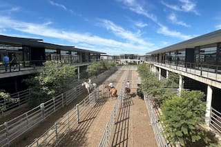 Demanda tranquila y precios en baja en el Mercado Agroganadero de Cañuelas