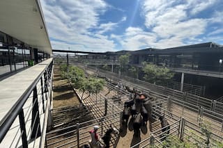 Demanda tranquila y precios en baja en el Mercado Agroganadero de Cañuelas