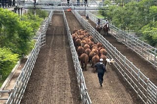 Oferta reducida y precios con bajas en el Mercado Agroganadero de Cañuelas