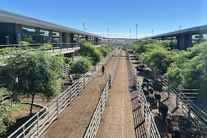 Cmenzó la semana con una entrada acotada y bajas en el Mercado Agroganadero de Cañuelas