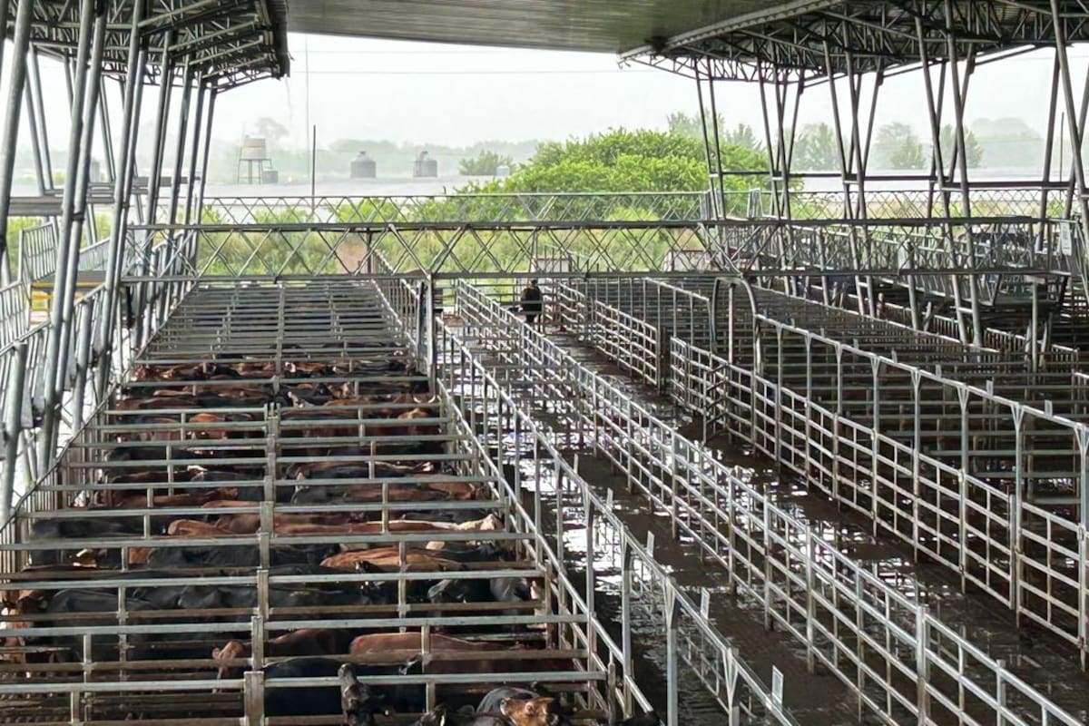 Pese a la oferta moderada reducida por las lluvias, las ventas tuvieron con poca competencia por parte de los operadores de compra y valores con leves bajas respecto a los registrados en la rueda de ayer