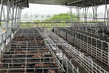 Pese a la oferta moderada reducida por las lluvias, las ventas tuvieron con poca competencia por parte de los operadores de compra y valores con leves bajas respecto a los registrados en la rueda de ayer