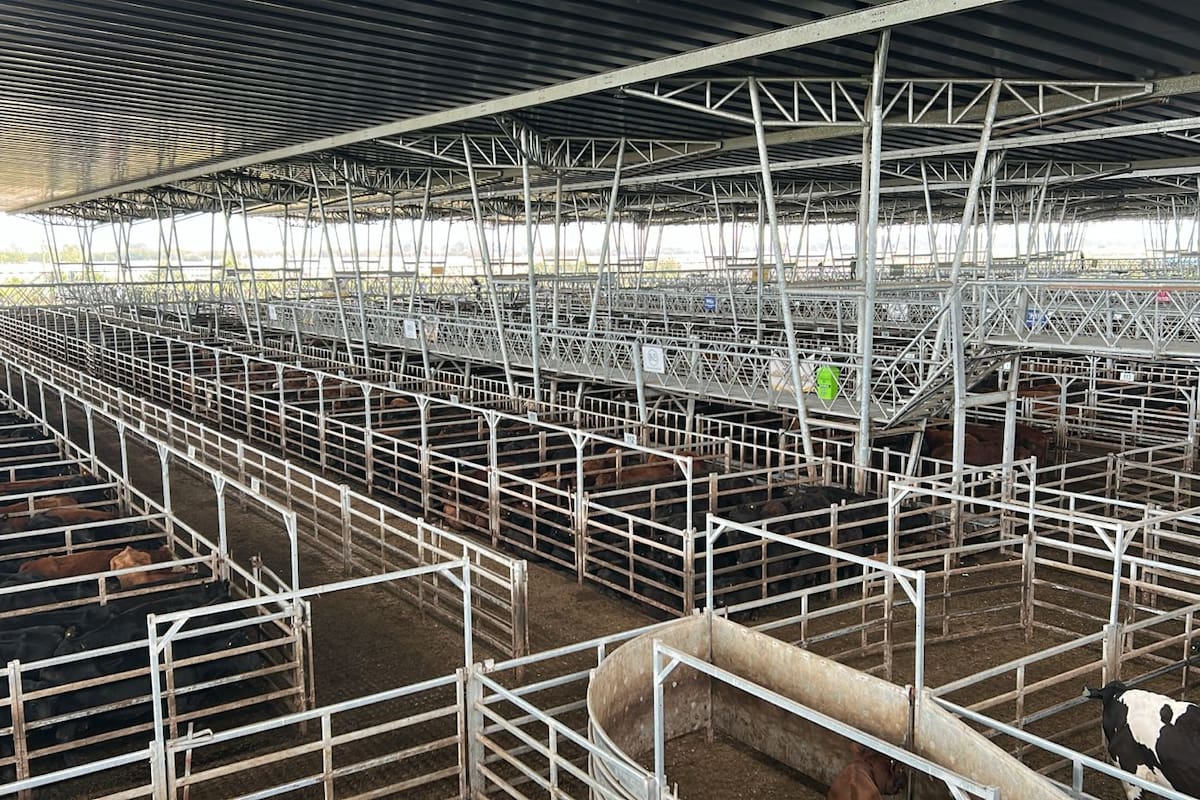 Pese a los ingresos limitados, los compradores ejercieron demanda selectiva y las ventas tuvieron poca competencia por parte de los operadores de compra y valores con bajas respecto a los registrados en la rueda de ayer