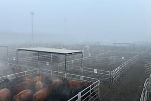 Demanda selectiva y precios en baja en el Mercado Agroganadero de Cañuelas