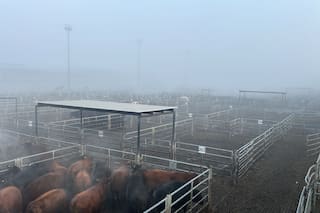 Demanda selectiva y precios en baja en el Mercado Agroganadero de Cañuelas