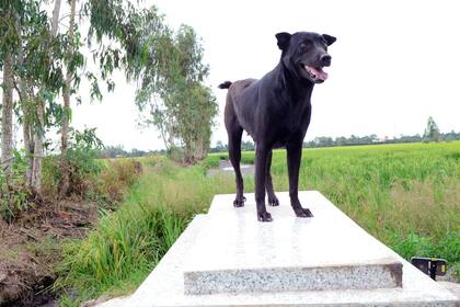 Pese a los intentos por apartarla, la mascota pasa gran parte del día sobre la lápida del niño con quien compartió un año