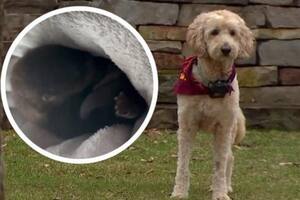 Pese a luchar contra un cáncer y tener una de sus patas amputadas, Gus se lanzó a las aguas del río St. Croix para rescatar a una nutria bebé