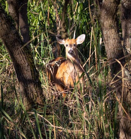“Pese a ser la especie emblema de nuestro parque, en los circuitos habilitados actualmente es realmente muy difícil ‘cruzar’ un ciervo, ya que los senderos no transitan por el humedal. Desde el Mirador Principal y el mirador de la Barranca, con binoculares, es posible divisarlos si se tiene la vista afinada”, advierte Canteros
