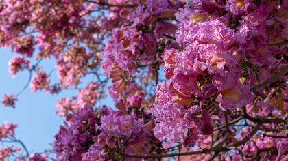 Pese a ser nativo de zonas más cálidas, los lapachos se han adaptado bien a la ciudad de Buenos Aires, tanto que son una de las 36 especies permitidas para ser plantadas en veredas mayores a 5,50 m de ancho.