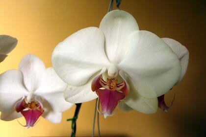 Pese a su dulce aroma, las orquídeas son una de las plantas que no se recomienda tener ya que atraen cucarachas