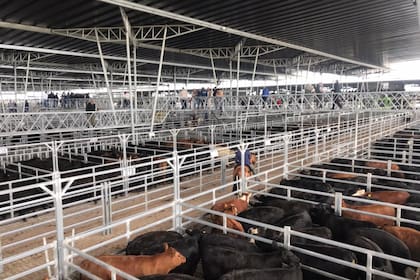 Pese a una oferta reducida, de 7814 vacunos, las ventas se desarrollaron en un clima de calma