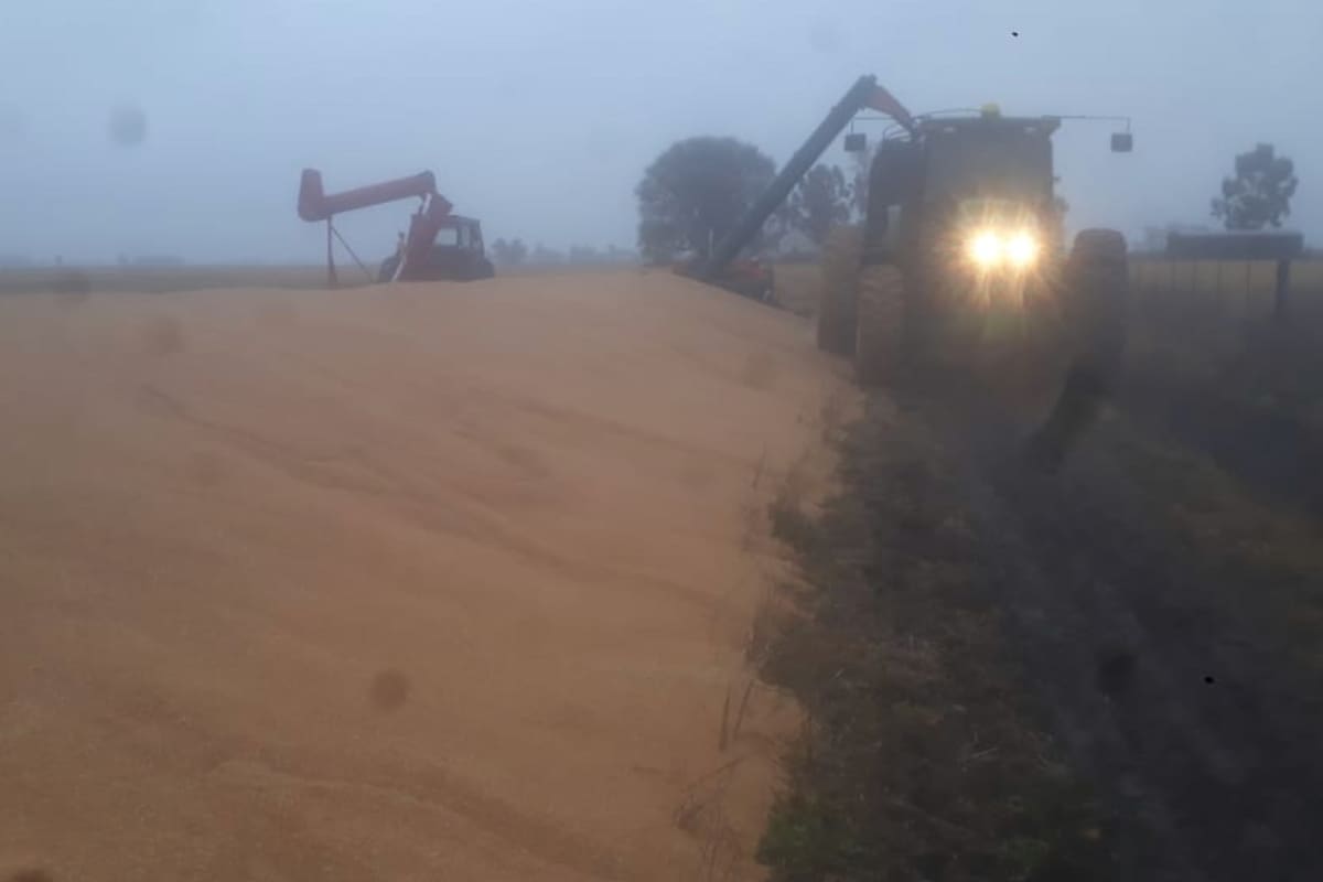 Pese al mal tiempo en Coronel Suárez, el productor Néstor Hirigoity trató de cargar y rescatar todo el cereal posible