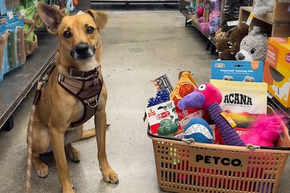 Petco atraviesa una crisis y decide cerrar 25 sucursales distribuidas en el país (Instagram/@petco)