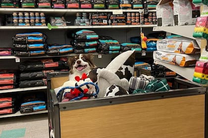 Petco proporciona alimentos, juguetes, vestimenta y artículos tecnológicos para mascotas, entre otros artículos (X/@Petco)
