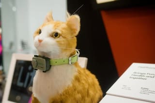 Presentaron el primer celular para mascotas
