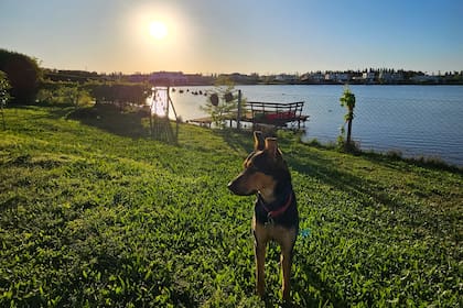 Petra; atrás, el perímetro y el muelle debajo del cual viven los coipos