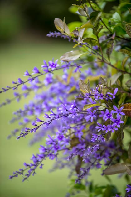Petrea volubilis es menos conocida que la glicina y soporta condiciones más variadas
