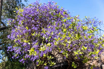 Petrea volubilis ofrece una sensación de floración permanente, ya que parte de las flores persisten incluso después de la floración