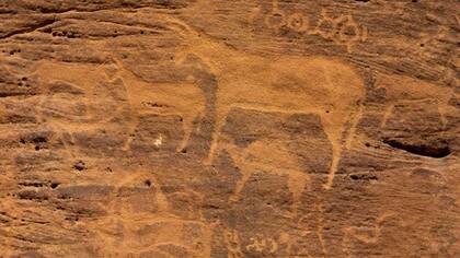 Petroglifos en una roca en Arabia Saudí que representan a burros, lo que demuestra lo importantes que fueron estos animales en la Antigüedad.