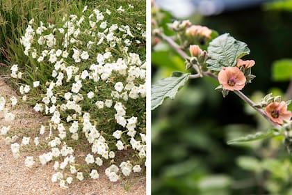 Petunia silvestre o Petunia axillaris (izq.) y malva blanca o Sphaeralcea bonariensis (derecha)