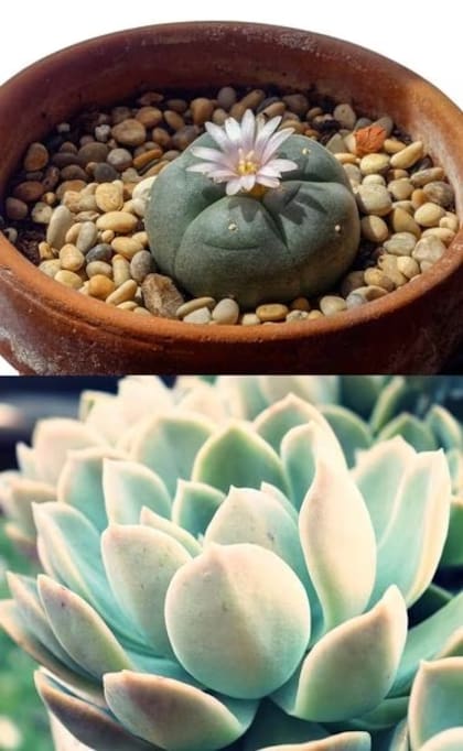 Peyote y Echeveria elegans (Foto: Pixabay)