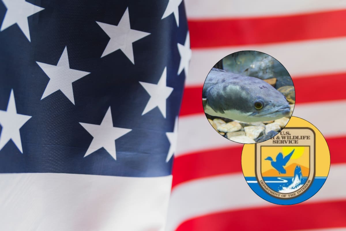 Pez con cabeza de serpiente alerta a las autoridades de Estados Unidos