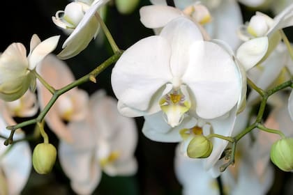 Phalaenopsis amabilis