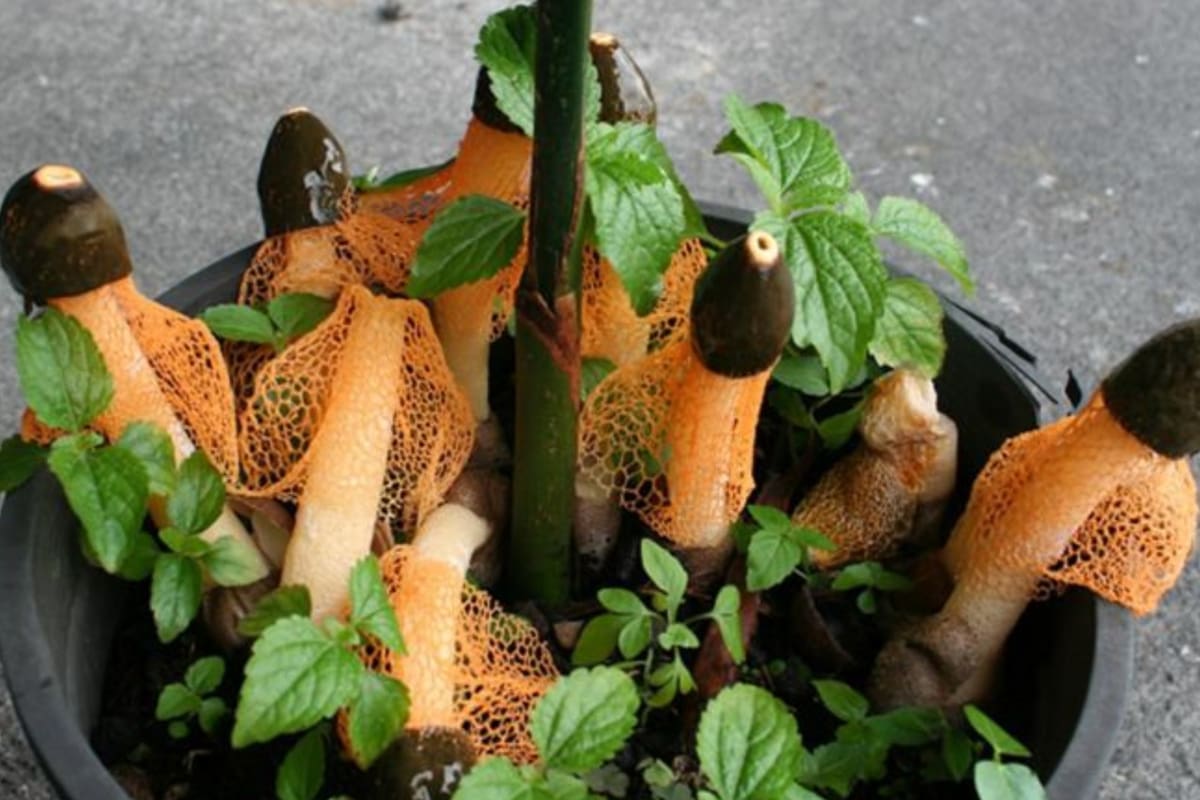 Phallus cinnabarina, el supuesto hongo sexual