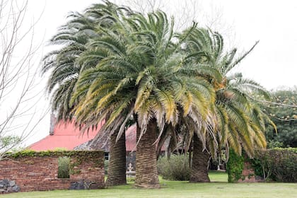 Phoenix canariensis, una de las especies atacadas por el picudo rojo