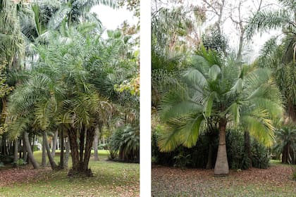 Phoenix reclinata. Por detrás vemos un conjunto de palmeras seafortia (foto izquierda). Ravenea rivularis (foto derecha).