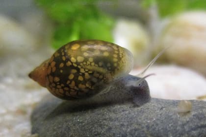 Physa acuta es un caracol hermafrodita de agua dulce ampliamente utilizado como organismo modelo en estudios de consanguinidad
Foto: CONICET
