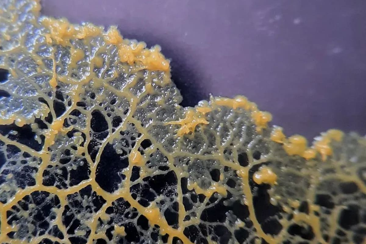 Physarum Polycephalu es estudiado por su gran inteligencia (Foto Instagram @tatatilochat)