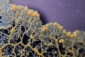 Physarum Polycephalu es estudiado por su gran inteligencia (Foto Instagram @tatatilochat)
