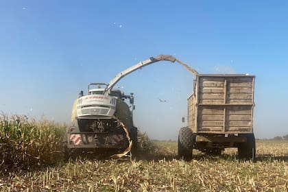 Picado de maíz de la empresa AS Agrosilos