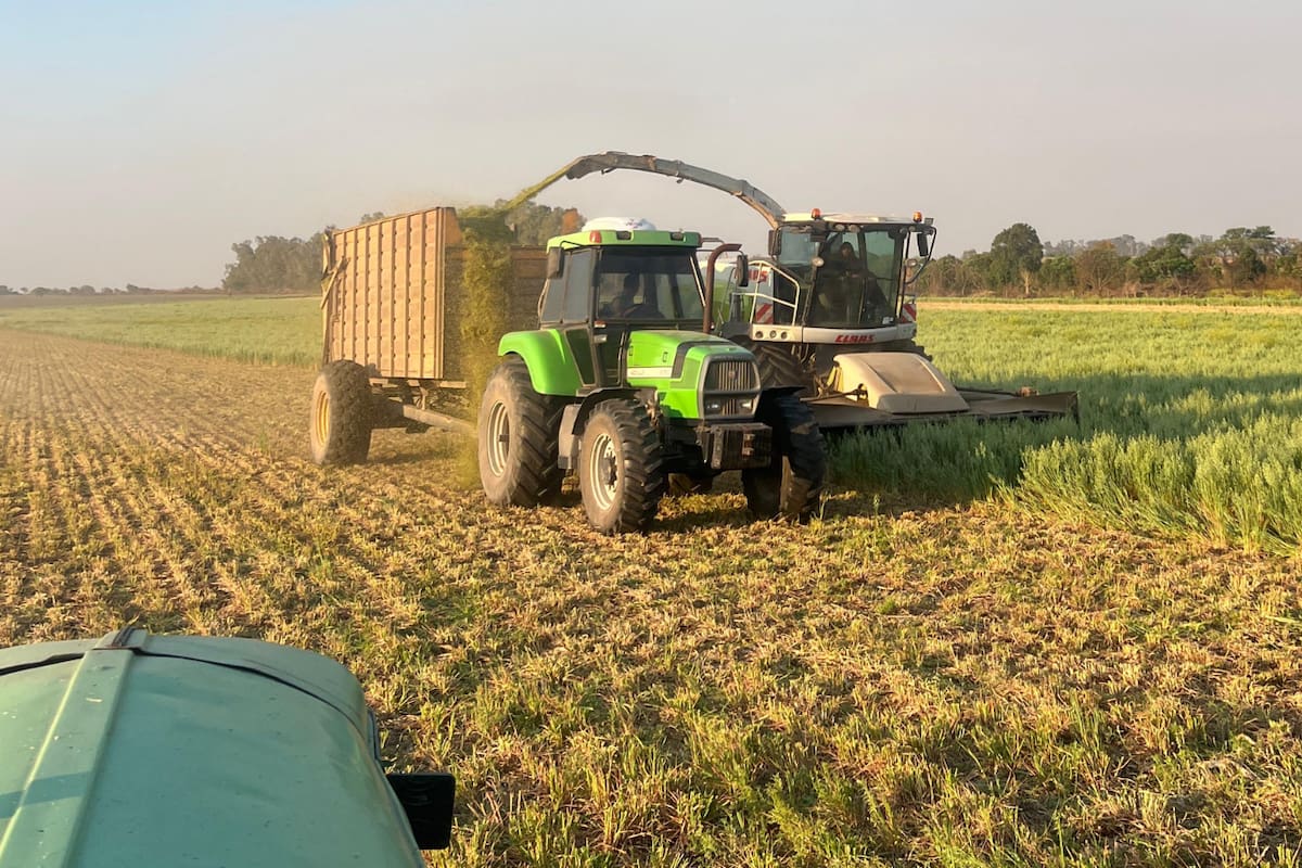 Picado de trigo en el centro santafecino