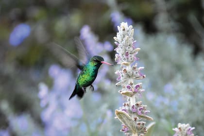 Picaflor común (Chlorostilbon lucidus). Es muy fácil de observar, ya que acepta fácilmente hábitats artificiales como jardines, parques y plantaciones. También es posible encontrarlo en áreas rurales, montes y selvas desde el norte del país hasta el norte de la provincia de Río Negro.