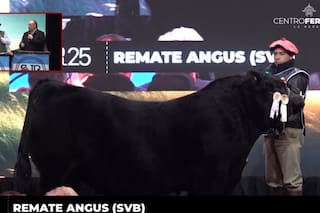 Un toro Angus se vendió en $115 millones en la Exposición Rural de Palermo
